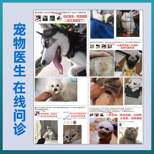 宠物医生问诊(能解决哪些问题)
