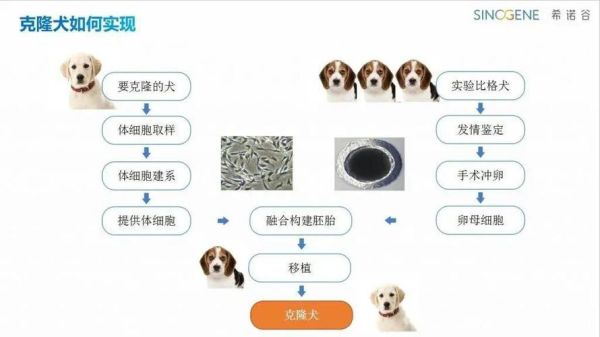 宠物博主让狗当大胃王(是博眼球还是虐待)