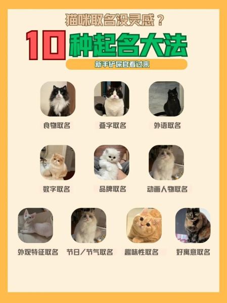 宠物名字(你喜欢霸气的还是可爱的)