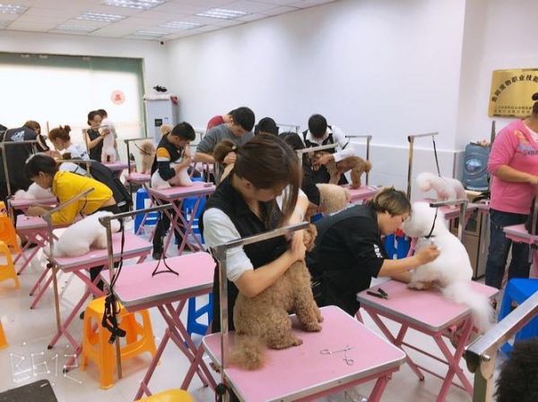 宠物培训学校(能解决宠物行为问题吗)