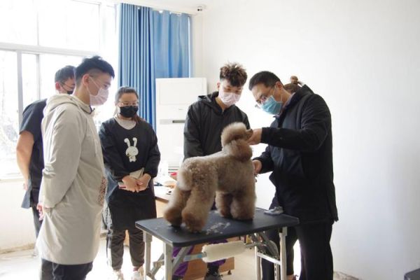 宠物培训班( 训练师可靠吗)
