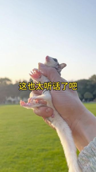 宠物学校(它能更听话吗)