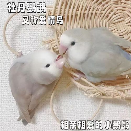 宠物学校(它能更听话吗)