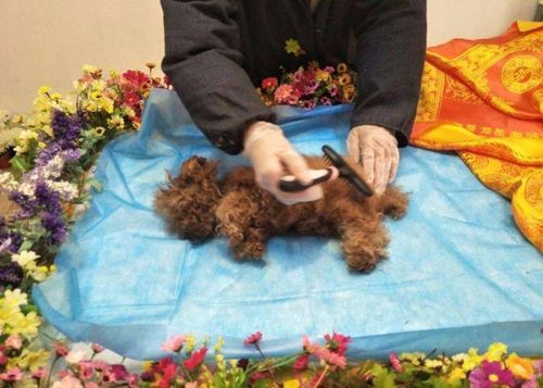 宠物安乐死( 怎样才能让爱宠安然离世)