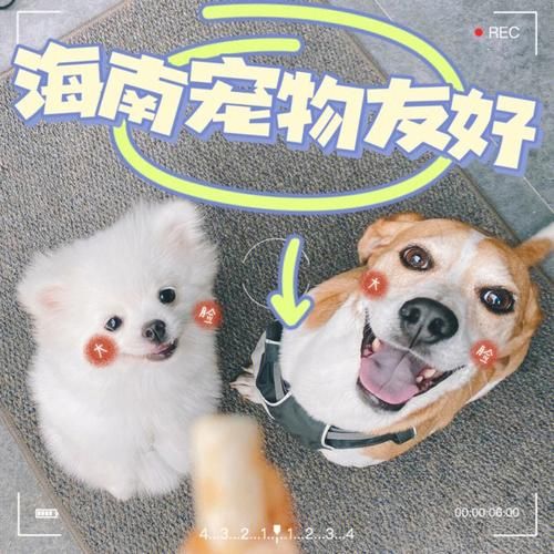 宠物安全(让毛孩子时刻在你身边)
