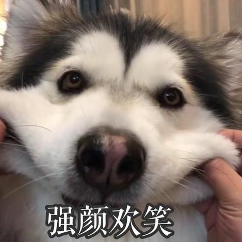 宠物小常识( 它们会因为你的喜怒哀乐而改变行为吗)