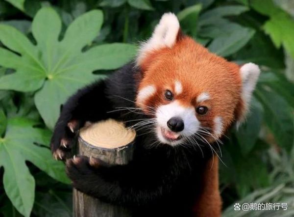 宠物小熊猫(如何保护它们)