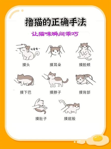 宠物小猫咪(怎么才能照顾好它)