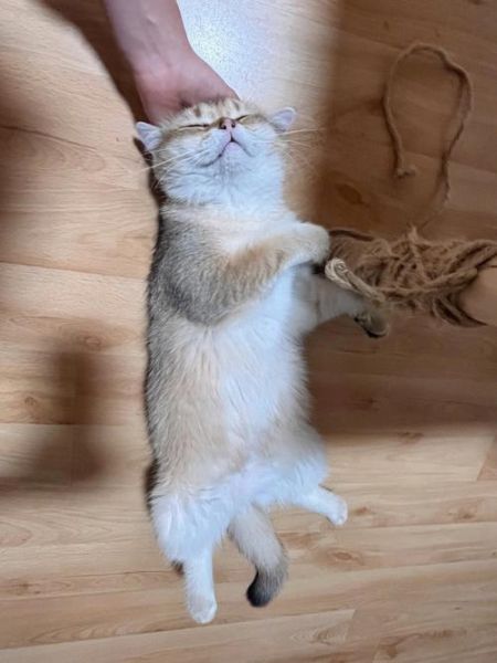 宠物小猫咪(怎么才能照顾好它)