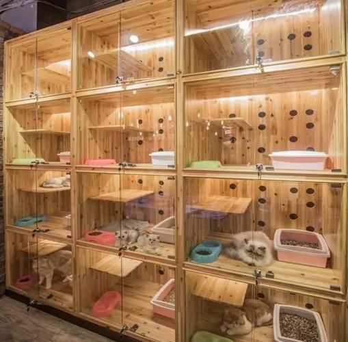 宠物店(顾客最想从宠物店买到什么)