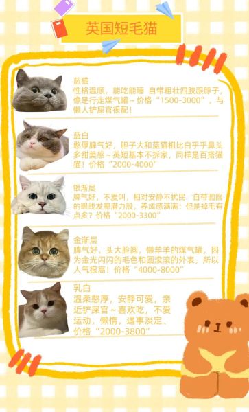 宠物店买一只猫多少钱( 几千块才能买到一只)