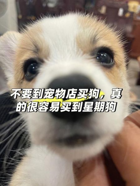 宠物店买小狗(哪些细节不能忽略)