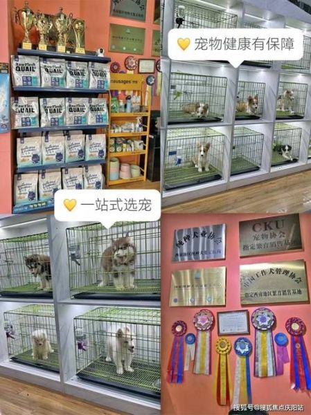 宠物店买小狗(哪些细节不能忽略)
