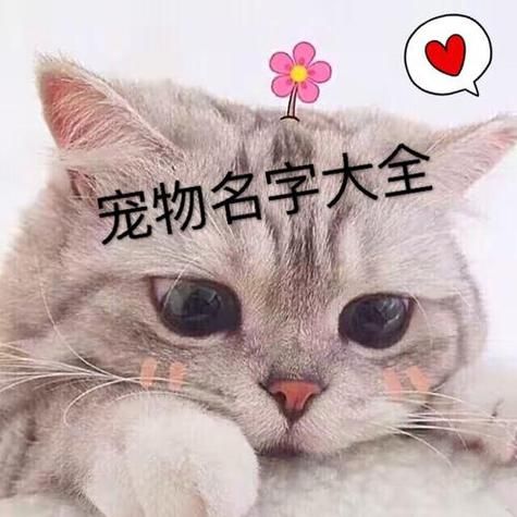 宠物情侣名字(到底哪对才最配)