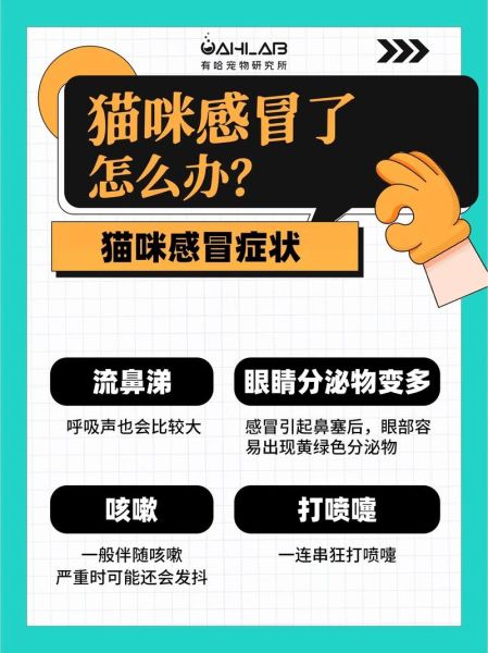 宠物感冒(该怎么给它治)