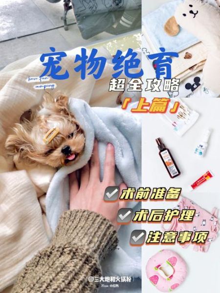 宠物手术( 手术后要注意什么)