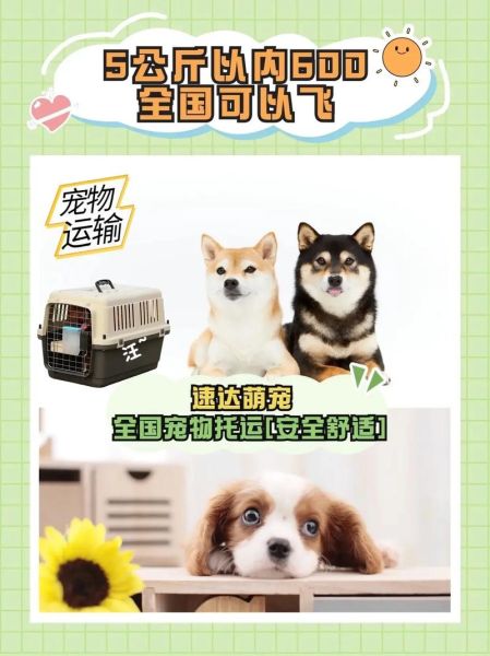 宠物托运公司(怎样才能放心)