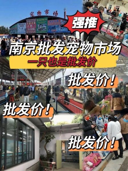 宠物批发市场( 鞍山玉猫苑市场专业吗)