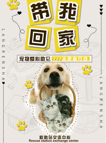 宠物救助站(宠物救助站带你感受爱与责任)