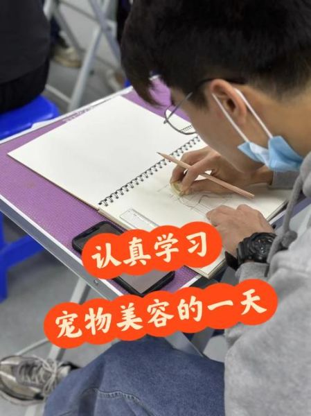 宠物教程(新手怎么快速上手)