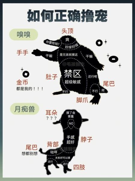 宠物教程(新手怎么快速上手)