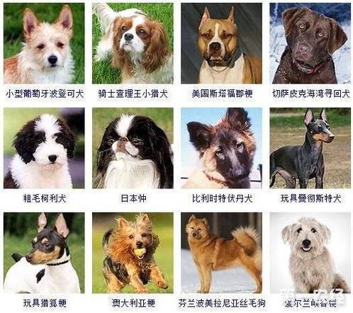 宠物昵称(是根据它的品种还是特点起的)