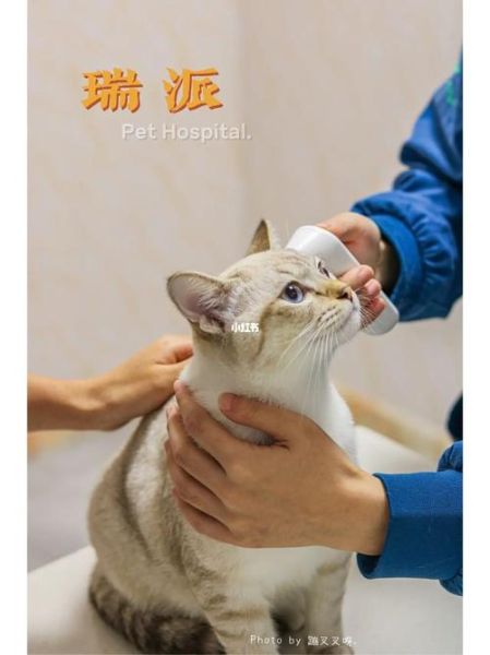 宠物服务(省心省力还是个性定制)