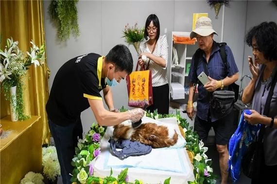 宠物殡葬(宠物殡葬服务到底值不值)