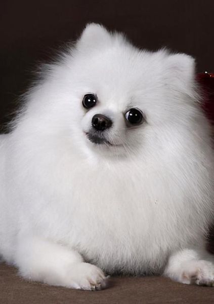 宠物犬图片(哪种最符合你的审美)