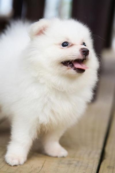 宠物犬图片(哪种最符合你的审美)