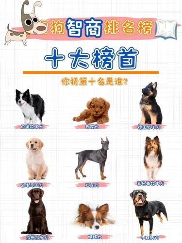 宠物犬智商排名(看看哪种狗狗最聪明)