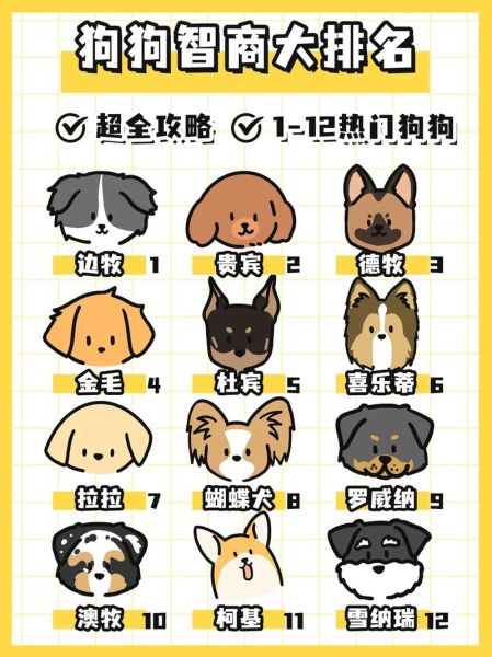 宠物犬智商排名(看看哪种狗狗最聪明)