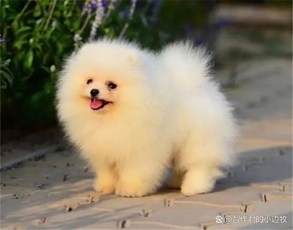 宠物犬的种类(喜欢小型犬好打理还是大型犬更威风)