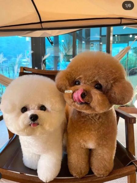 宠物犬种类(贵宾犬和比熊犬谁更适合你)