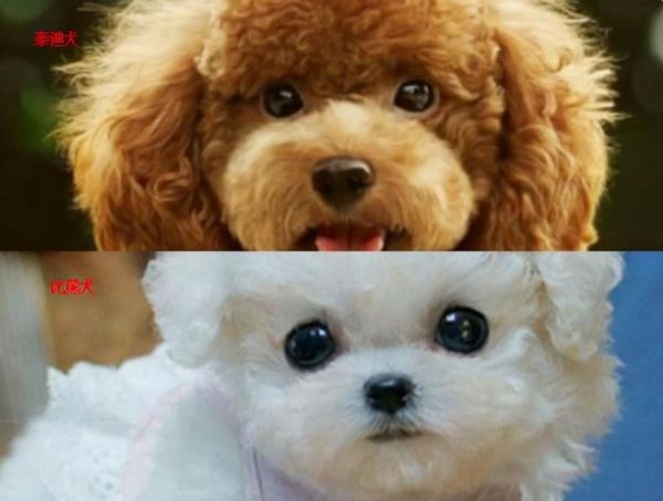 宠物犬种类(贵宾犬和比熊犬谁更适合你)