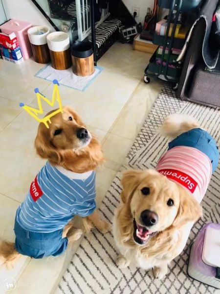 宠物犬领养(你会如何照顾它)