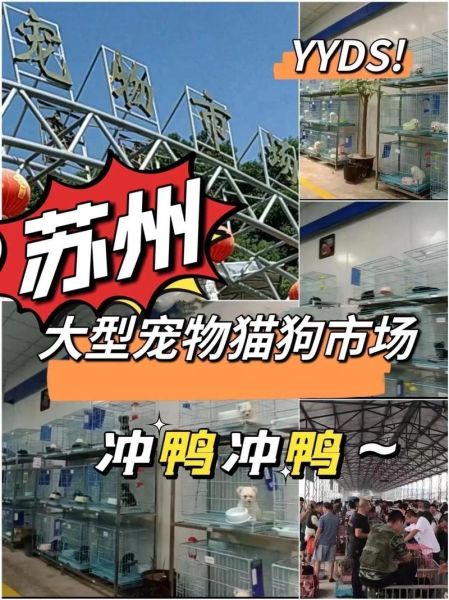 宠物狗交易市场( 暗访揭秘狗市交易内幕)