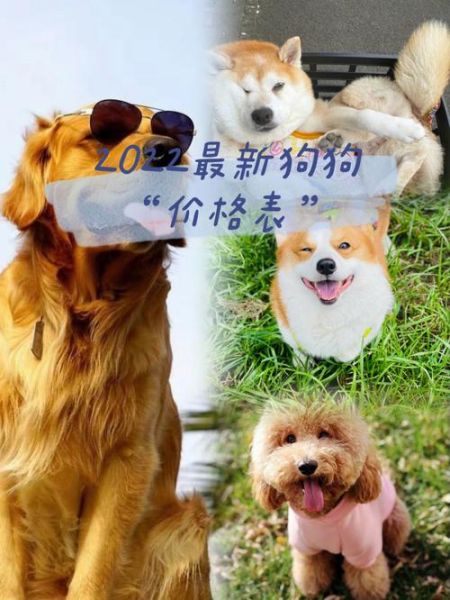 宠物狗价格大全(到底会是多少)
