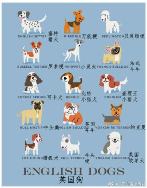 宠物狗名字(还是可爱一点)