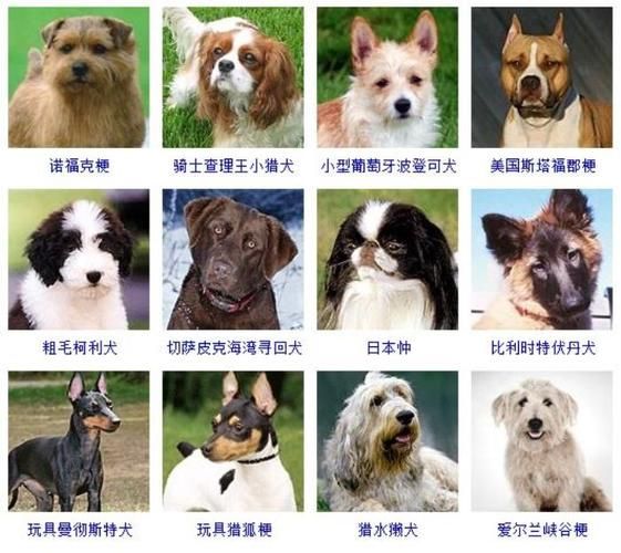 宠物狗品种图片(总有一款让你眼前一亮)