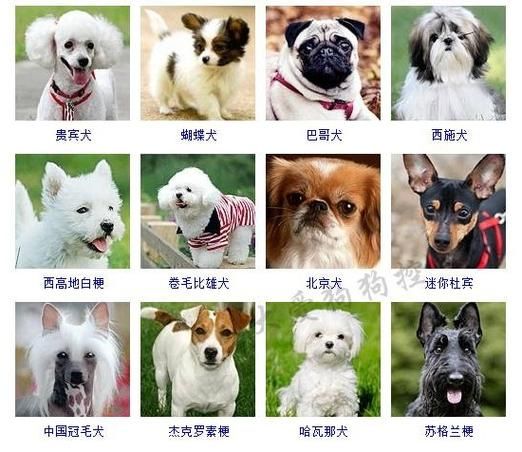 宠物狗品种图片大全(各种宠物狗品种的特点和图片都在这里)