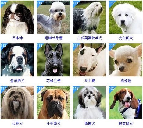 宠物狗品种图片大全(各种宠物狗品种的特点和图片都在这里)