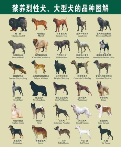 宠物狗图片大全(到底该选大型犬还是小型犬)