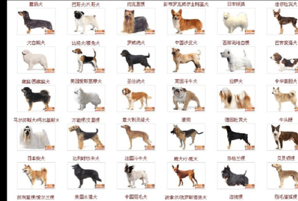 宠物狗大全及价格(到底该怎么选)