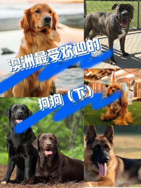 宠物狗店(哪些条件是必须的)