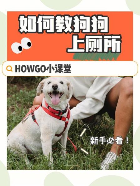 宠物狗怎样训大小便(怎么训练狗狗去固定的地方大小便)