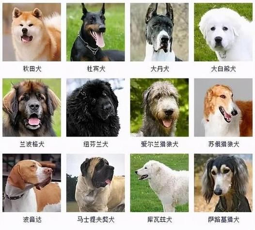 宠物狗排名(它们在宠物狗排名中分别排第几)