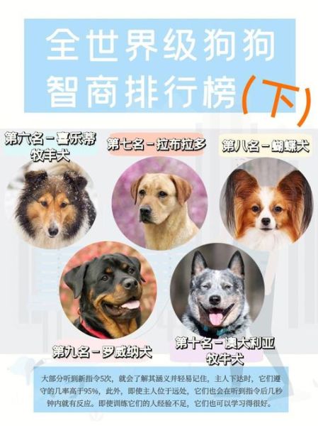 宠物狗智商排名(它们能理解你的意思吗)