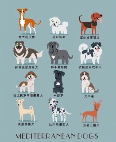 宠物狗狗名字大全(是不是更贴切)