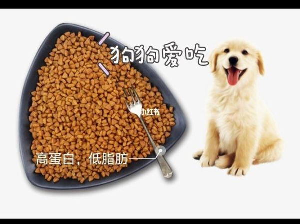 宠物狗用品( 有哪些宠物用品是狗狗必备的)
